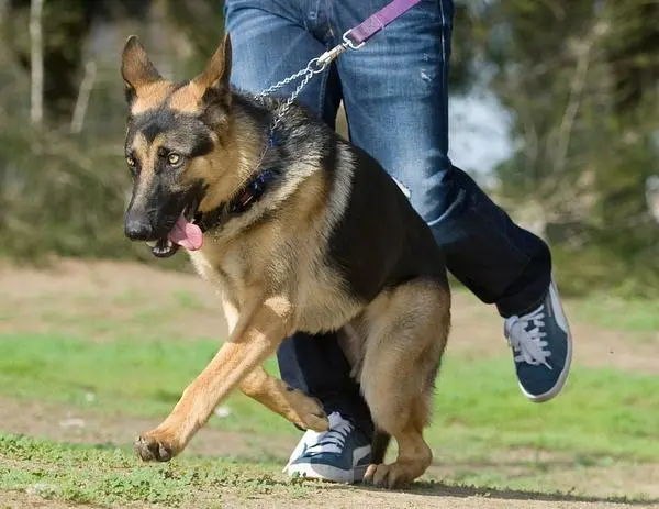 Berger allemand tire en laisse